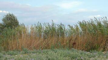 Visão do agrícola campo com alta Relva dentro ventoso clima às verão video