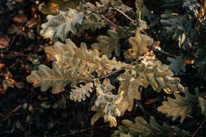 Oak leaves with dew autumn sunny morning concept photo