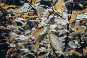 Close up autumn rainy bush in the garden concept photo