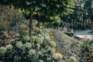 The green trees and flowers, sunshine morning in parkland concept photo