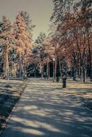 hermosa paisaje con otoño arboles y ruta en soleado parque foto