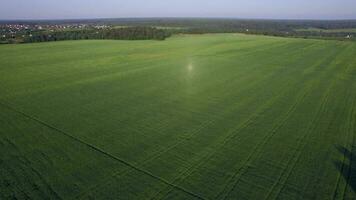 Aerial flight above the agricultural field with green grass, Russia video