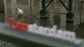White swan in water and I amsterdam slogan video
