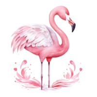 Watercolor pink flamingo isolated png