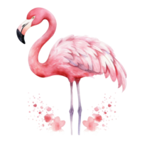 aguarela Rosa flamingo isolado png