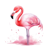 Watercolor pink flamingo isolated png