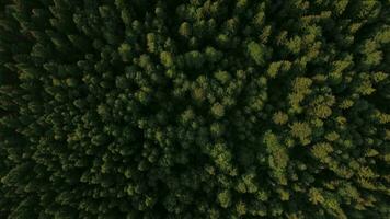 Aerial view of green forest video