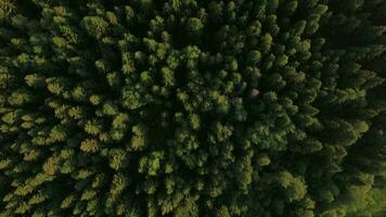 Flying over green forest and village near the road, Russia video