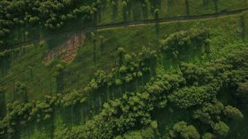 Aerial shot of green woods and fields in Russia video