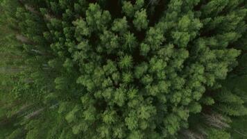 aéreo ver de verde bosque y pueblo casas, Rusia video