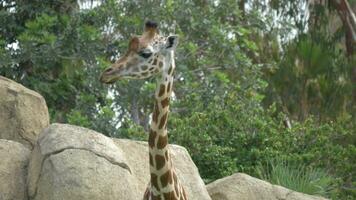 girafe au zoo video