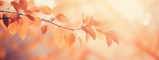 Abstract background with autumn leaves photo
