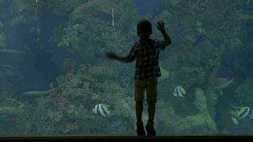 View of small blond boy standing near aquarium with crabs, Valencia, Spain video