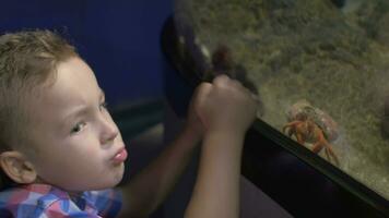 Visão do pequeno loiro Garoto em pé perto aquário com caranguejos, valência, Espanha video