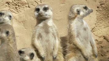 Group of suricates stand sentry video