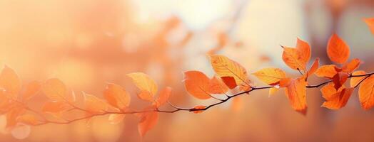 Abstract background with autumn leaves photo