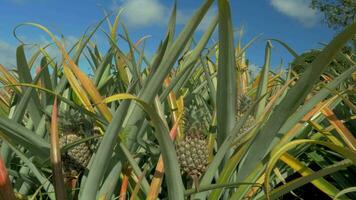 visie van ananas planten boerderij in zomer seizoen tegen blauw lucht, Mauritius eiland video