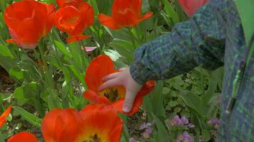 View of small boy touching red tulips in the field video