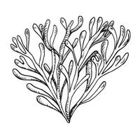 mar planta tinta mano dibujado ilustración aislado en blanco antecedentes. soltero rosado agar agar algas marinas, phyllophora negro blanco línea vector. diseño elemento para paquete, etiqueta, envase, marina recopilación. vector