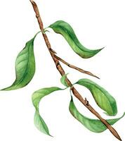 rama de melocotón árbol con verde hojas aislado en blanco antecedentes. acuarela pintura Fruta árbol rama mano dibujado. diseño elemento para tarjeta, paquete, invitación, etiqueta durazno. vector