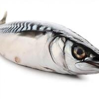 Raw mackerel fish isolated on white background. AI Generative photo