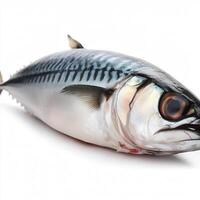 Raw mackerel fish isolated on white background. AI Generative photo