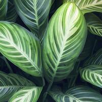 Green leaves pattern,leaf Dieffenbachia or Dumb Cane tree in garden,leaf exotic tropical. AI Generative photo