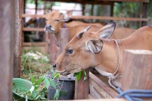 varios vacas son comiendo césped en el bolígrafo foto