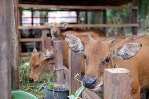 several cows are eating grass in the pen photo