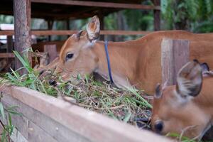 several cows are eating grass in the pen photo