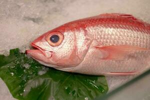 rojo Fresco sin cocer crudo brema pescado cabeza captura desde mar en hielo en mercado, sano sabroso delicioso ingrediente para Cocinando cena en Tienda y supermercado industria, congelado bajo desde Mediterráneo Oceano foto