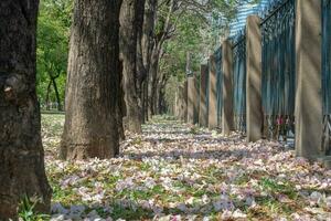 Beautiful cherry pink blossom sakura flower bloom in springtime season in April, fresh green nature grass outdoor park garden on floor carpet full of love, magenta aroma cherry blossom floral scenery photo