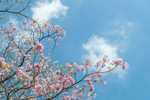 Beauty blooming blossom cherry pink sakura flower in the bright blue sky with cloud in spring and summer, nature pretty fresh floral petal plant with blue background on outdoor sunlight sunny day photo