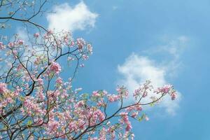 Beauty blooming blossom cherry pink sakura flower in the bright blue sky with cloud in spring and summer, nature pretty fresh floral petal plant with blue background on outdoor sunlight sunny day photo