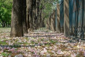 Beautiful cherry pink blossom sakura flower bloom in springtime season in April, fresh green nature grass outdoor park garden on floor carpet full of love, magenta aroma cherry blossom floral scenery photo