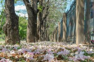 Beautiful cherry pink blossom sakura flower bloom in springtime season in April, fresh green nature grass outdoor park garden on floor carpet full of love, magenta aroma cherry blossom floral scenery photo