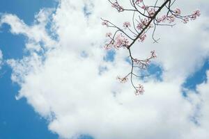 belleza floreciente florecer Cereza rosado sakura flor en el brillante azul cielo con nube en primavera y verano, naturaleza bonito Fresco floral pétalo planta con azul antecedentes en al aire libre luz de sol soleado día foto