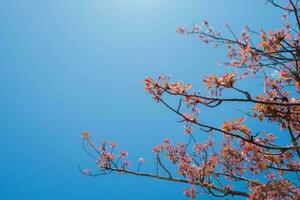 Beauty blooming blossom cherry pink sakura flower in the bright blue sky with cloud in spring and summer, nature pretty fresh floral petal plant with blue background on outdoor sunlight sunny day photo