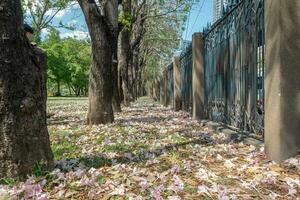 Beautiful cherry pink blossom sakura flower bloom in springtime season in April, fresh green nature grass outdoor park garden on floor carpet full of love, magenta aroma cherry blossom floral scenery photo