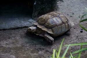 Selective focus of a Brazilian tortoise feeding in its enclosure in the afternoon. Great for educating children about wild animals. photo