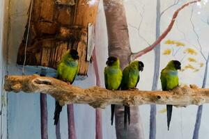 selectivo atención de domingo conure encaramado en su jaula en el tarde. genial para educando niños acerca de salvaje animales foto