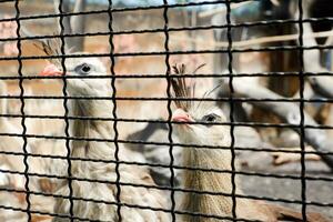 Selective focus of seriema who was in his cage in the afternoon. Great for educating children about wild animals. photo