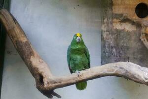 Selective focus of mealy amazon perched in its enclosure in the afternoon. Great for educating children about wild animals. photo