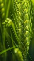 Green barley spike closeup, Green wheat, full grain, Close up of an ear of unripe wheat, AI Generative photo