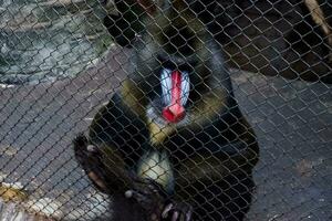 selectivo atención de mandril mono sentado en su jaula en el tarde. genial para educando niños acerca de salvaje animales foto