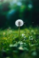 a dandelion sitting on top of a lush green field photo