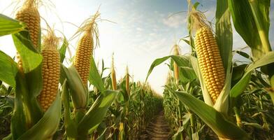 Closeup corn cobs in corn plantation field. Generative AI photo