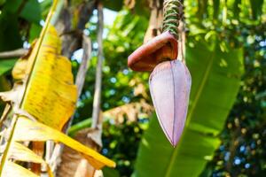 A bunch of raw bananas on the tree, banana blossom photo