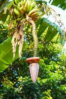 un manojo de crudo bananas en el árbol, plátano florecer foto