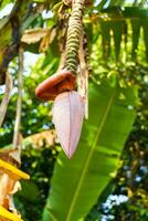 un manojo de crudo bananas en el árbol, plátano florecer foto